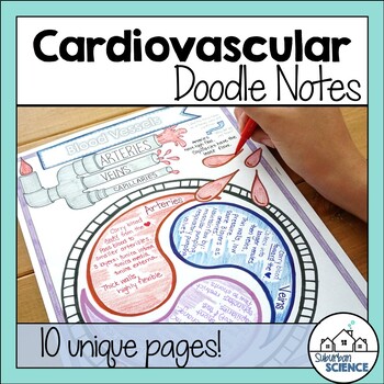 Preview of Anatomy Doodle Notes - Cardiovascular System Doodle Notes- Heart & Blood Vessels