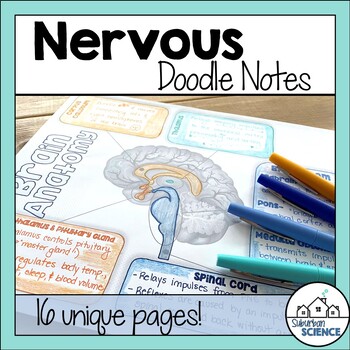 Preview of Anatomy Doodle Notes - Central and Peripheral Nervous System Doodle Notes