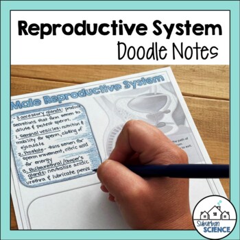 Preview of Anatomy Doodle Notes - Male Reproductive System - Female Reproductive System