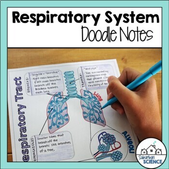 Preview of Anatomy Doodle Notes - Respiratory System Doodle Notes - Lungs, Larynx, Trachea