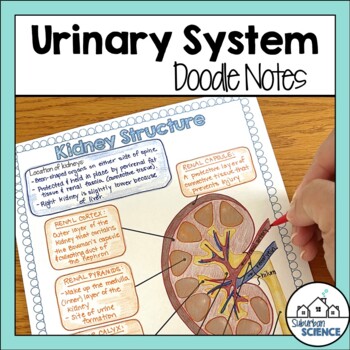 Preview of Anatomy Doodle Notes- Urinary or Excretory System - Kidneys and Nephrons