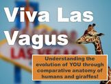 Anatomy: Evolution of the Vagus Nerve.