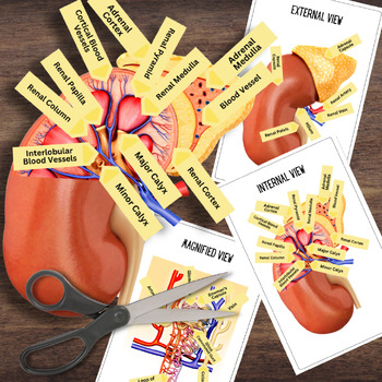 Preview of Anatomy HUMAN KIDNEY - Full Color Anatomically Correct 2D Dissection Activity