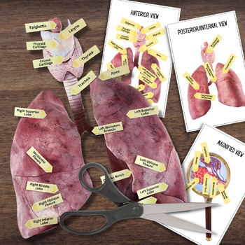 Preview of Anatomy HUMAN LUNGS Respiratory System - 2D Detailed Paper Dissection