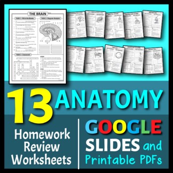 Preview of Anatomy Homework Review Worksheet / Test Prep BUNDLE | Print & Google Slides 