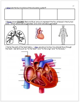Anatomy, Human Body and Health Unit Homework by Science ...