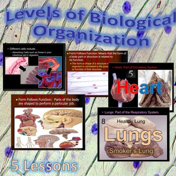 Preview of Human Body Levels of Organization, Cells, Tissues, Organs, Organ Systems Unit