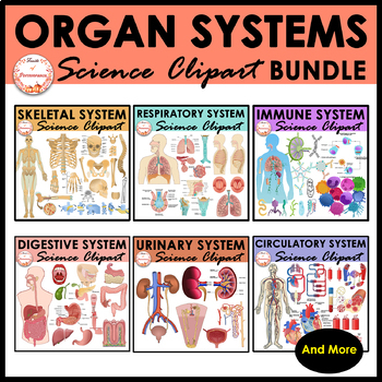 Preview of Anatomy Human Body Organ Systems Clipart Bundle | Realistic Biology Clip Art
