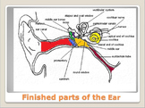 Anatomy - Human Body - Parts of the Ear w/worksheet (POWERPOINT)