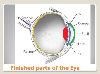 Preview of Anatomy - Human Body - Parts of the Eye w/worksheet (SMART BOARD)