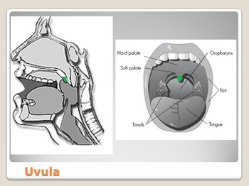 Preview of Anatomy - Human Body - Parts of the Tongue and Mouth w/worksheet (SMART BOARD)