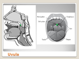 Anatomy - Human Body - Parts of the Tongue and Mouth w/wor