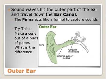 Preview of Anatomy - Human Body - Sense of Hearing w/worksheet (SMART BOARD)