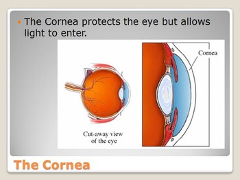 Preview of Anatomy - Human Body - Sense of Sight w/worksheet (SMART BOARD)