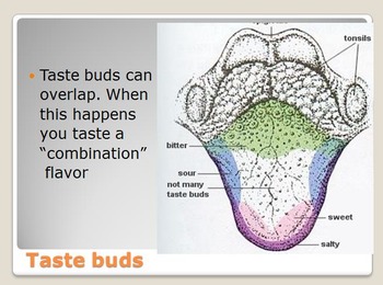 Preview of Anatomy - Human Body - Sense of Taste w/worksheet (SMART BOARD)