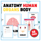 Anatomy Human Organs Body Coloring