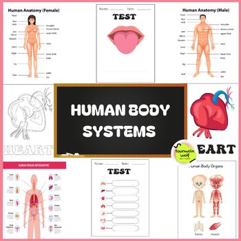 Preview of Anatomy Human Organs Body Coloring
