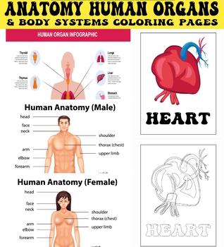 Preview of Anatomy Human Organs Body Coloring 37 Pages | Worksheets and Teaching Materials