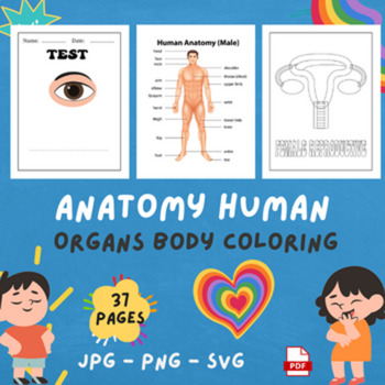 Preview of Anatomy Human Organs Body Coloring