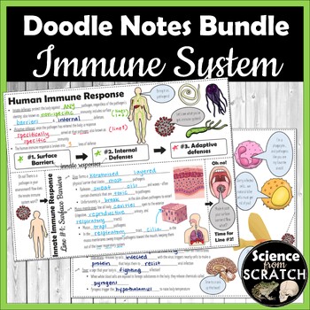 Preview of Anatomy Immune System Doodle Notes Bundle