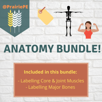 Preview of Anatomy Activities (Bone and Muscle Labelling) BUNDLE!