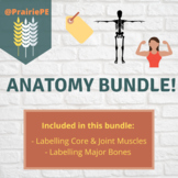 Anatomy Activities (Bone and Muscle Labelling) BUNDLE!