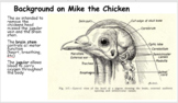 Anatomy - Mike the Headless Chicken (POWERPOINTS & Worksheet)