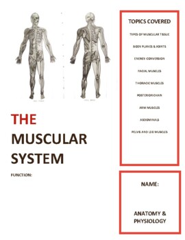 Preview of Anatomy Muscle Workbook