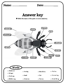 Anatomy Of A Bee - Bee Labeling Worksheets, Definition, Coloring, Word ...