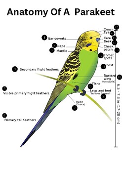 Preview of Anatomy Of A Parakeet/Budgie