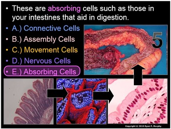 Preview of Anatomy, Levels of Organization Cell, Tissue, Human Body Quiz Game