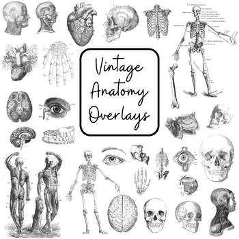 Preview of Anatomy Overlays Set - The Identification And Description Of The Body Structures