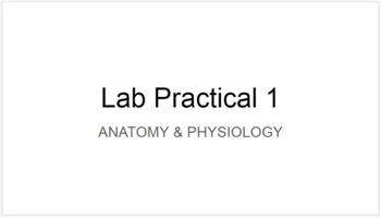 Preview of Anatomy & Physiology 1 Lab Practical