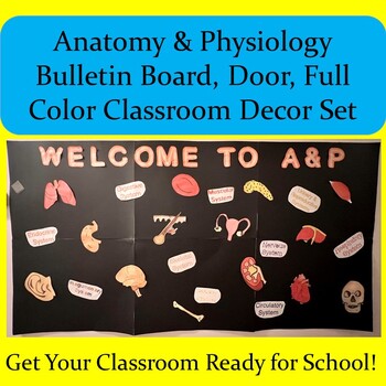 Preview of Anatomy & Physiology Bulletin Board, Door, Full Color Classroom Decor Set