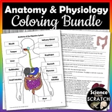 Anatomy and Physiology Coloring and Activity Worksheets - Bundle!