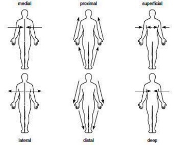 anatomical position and directional terms