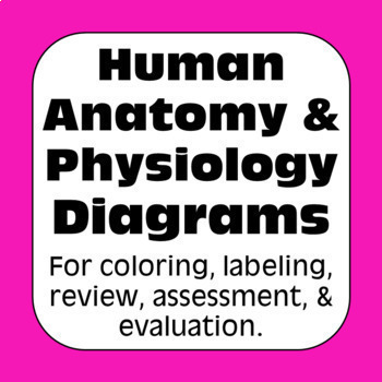 Anatomy & Physiology Human Body Systems Diagrams for High School Biology