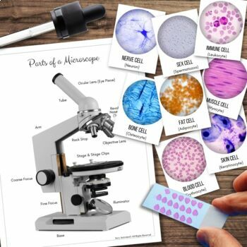 Preview of Anatomy & Physiology Human CELL Mini Study Bundle | Matching, Flashcards