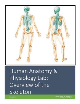 Preview of Anatomy & Physiology Lab Activity: Overview of the Skeleton (Virtual Friendly)