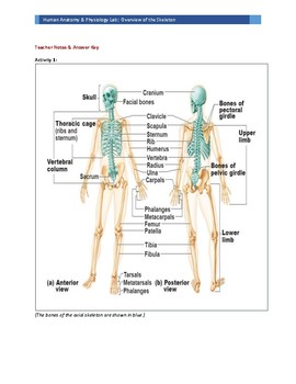 Skeletal system 1: the anatomy and physiology of bones