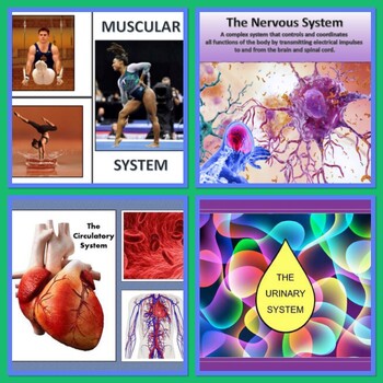 Preview of Anatomy & Physiology Mini Lessons (BUNDLE & SAVE)