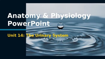 Preview of Anatomy & Physiology PowerPoint: The Urinary System
