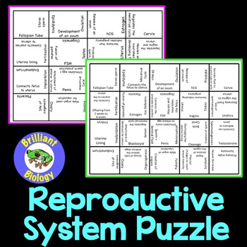 Preview of Anatomy & Physiology : Reproductive System Puzzle