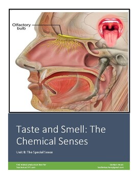 Preview of Anatomy & Physiology Review Worksheet 8.3: The Chemical Senses: Taste and Smell