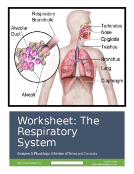 Preview of Anatomy & Physiology Review Worksheet: The Respiratory System: Terms & Concepts