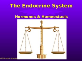 Preview of Anatomy & Physiology Unit 10 Lecture Notes:  The Endocrine System