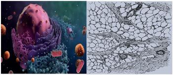 Preview of Anatomy & Physiology Unit 3 Bundle: Cells and Tissues (9 Products!)