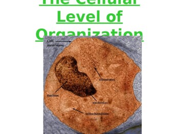 Preview of Anatomy & Physiology Unit 3 Lecture Notes:  The Cellular Level of Organization