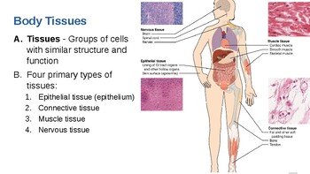 human body tissues and their functions