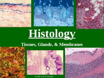Preview of Anatomy & Physiology Unit 4 Lecture Notes:  Histology